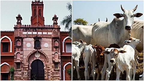 AMU- cows (file pic)