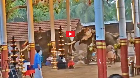 Elephant Attack