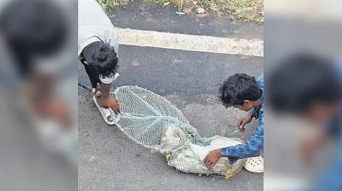 BBMP workers vaccinating the Rabies Vaccine to the Street Dogs in Bengaluru