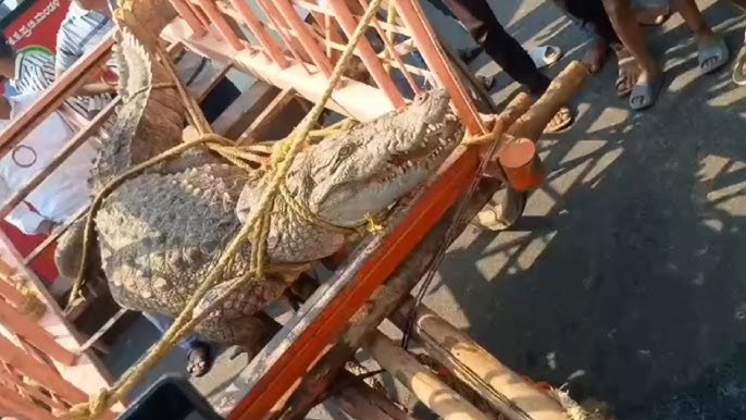 Afzalpur Farmers brought a live crocodile to the local GESCOM office