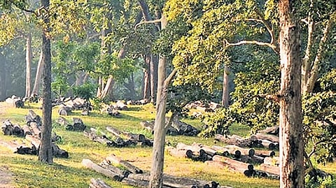 Dandeli