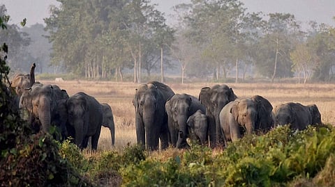 elephants