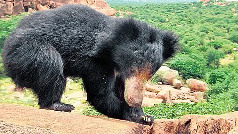 Sloth bear follows male for 200km