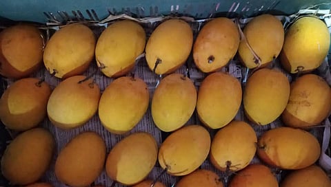 Kesar Mangoes