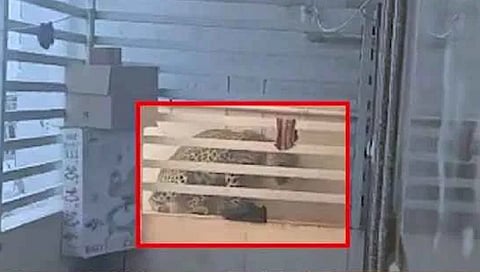 ಮನೆಗೆ ನುಗ್ಗಿದ ಚಿರತೆ