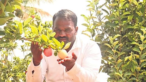 ಬಾಗಲಕೋಟೆ ಜಿಲ್ಲೆಯ ಮುಧೋಳ ತಾಲ್ಲೂಕಿನ ಕುಲಾಲಿ ಗ್ರಾಮದಲ್ಲಿ ತಮ್ಮ ಸೇಬು ತೋಟದಲ್ಲಿ ರೈತ ಶ್ರೀಶೈಲ್ ತೇಲಿ.