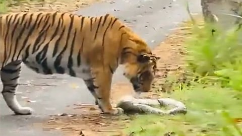 Tiger Seen Eating Dead Python