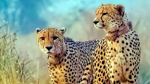 India To Bring 8 Cheetahs From Botswana