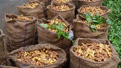 Ginger crop
