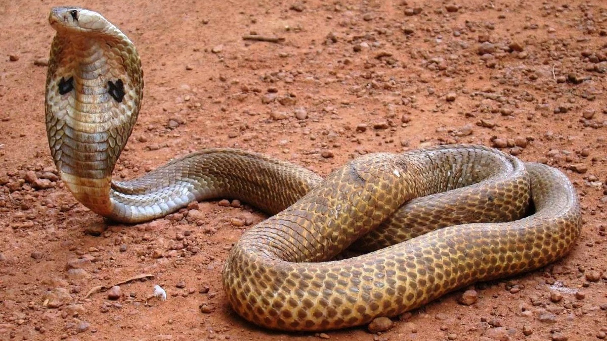 molesting minor by scaring her with cobra
