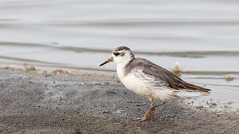 Red phalarope