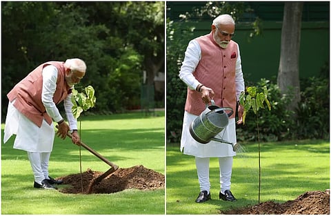 PM Modi sapling tree 