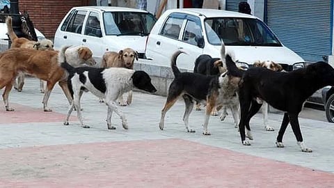 Dogs 