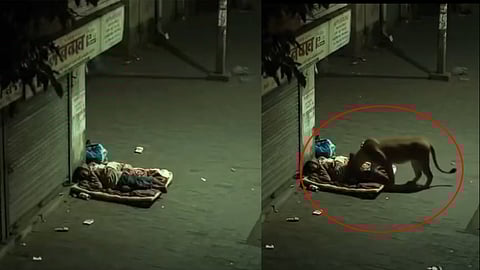 Lion Spared Sleeping Man