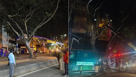 BBMP drive to trim and remove dry branches of trees 