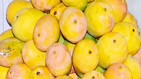 Mango 