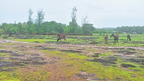 The laterite plateau of Mugali