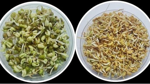 sprouts