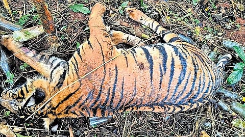 In the absence of staff in the forest, the accused -- Madaraja, Kunappa and Nagaraj -- poured poison on the carcass of the cow that had already been killed by the tigers.