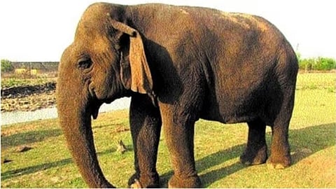 Vathsala Elephant