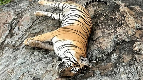 Carcass of one tiger and four tiger cubs found dead in a suspected manner at MM hills wildlife division on Thursday.