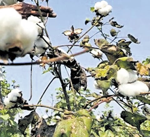 Cotton 