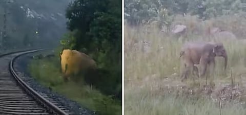 Train stops for 2 hours as elephant gives birth on tracks