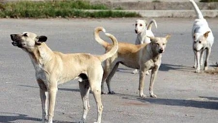 Street Dogs Casual Images