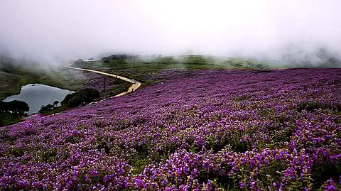 Neelakurinji species