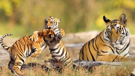 Kaziranga Tiger