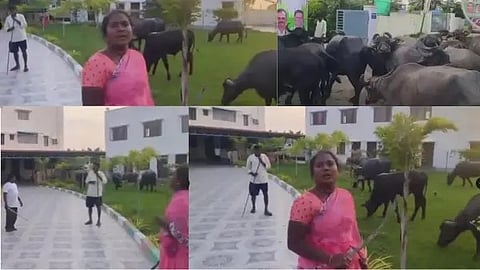 Telangana: ಶೆಡ್ ಧ್ವಂಸ; ರೊಚ್ಚಿಗೆದ್ದ ರೈತ ದಂಪತಿ; ಕಾಂಗ್ರೆಸ್ MLA ಕಚೇರಿಯಲ್ಲಿ ಎಮ್ಮೆ ಕಟ್ಟಿಹಾಕಿ ಆಕ್ರೋಶ! Video