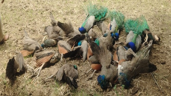 carcasses of 20 peacocks