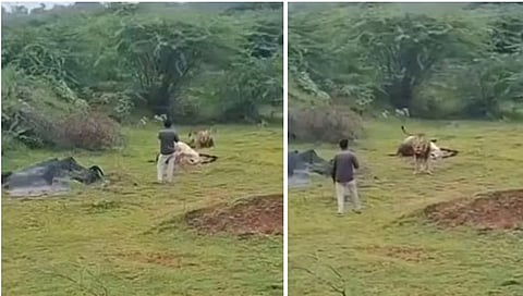 showing a man risking his life by walking dangerously close to a lion
