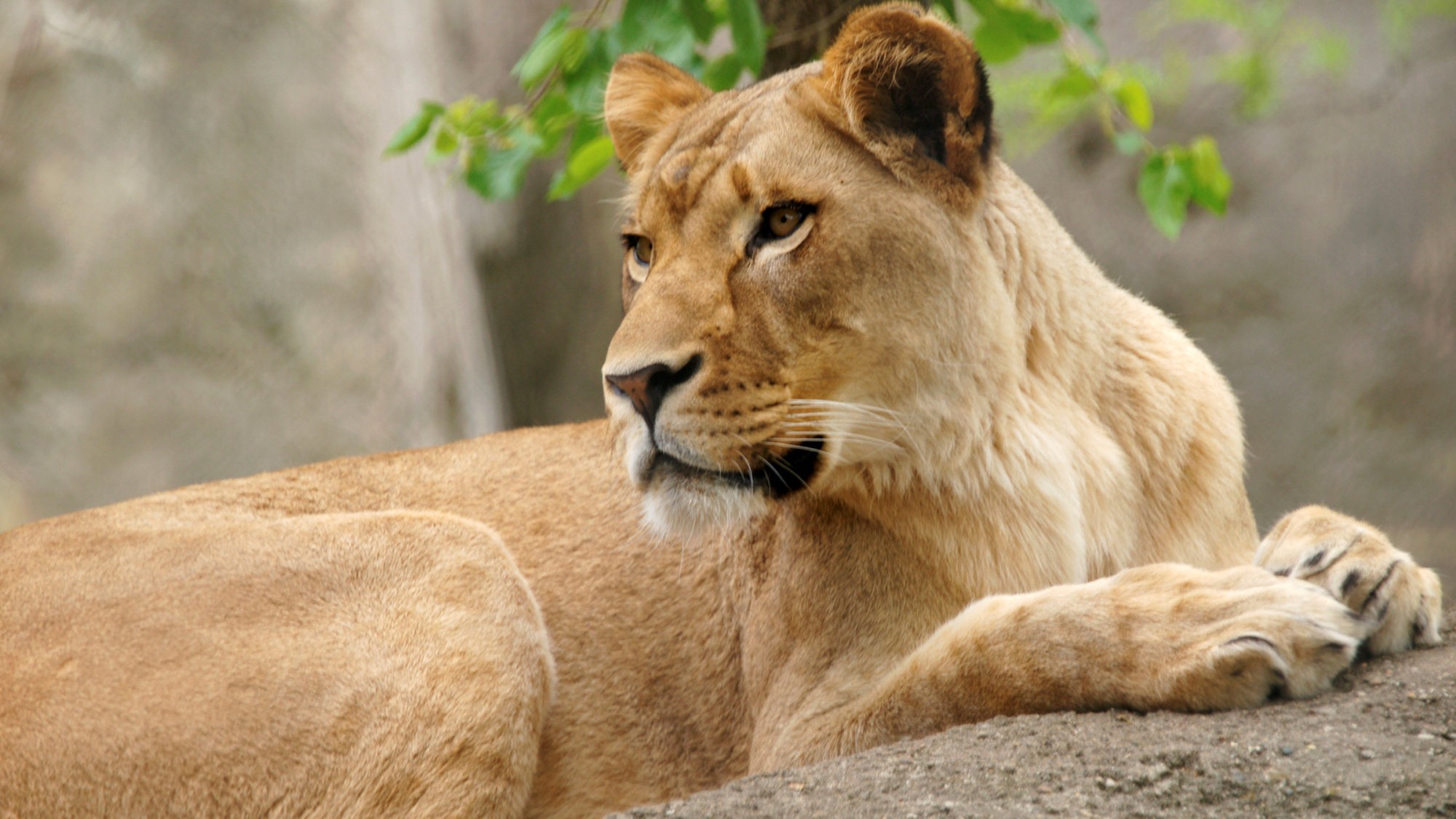 Lioness 'Rakshitha' dies in Mysuru Zoo