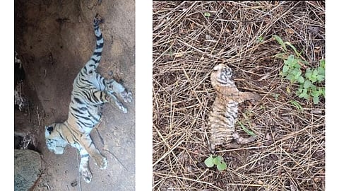 Two tiger cubs found dead