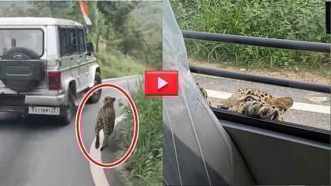 Leopard Attack