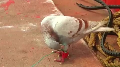 Pigeon (file pic)