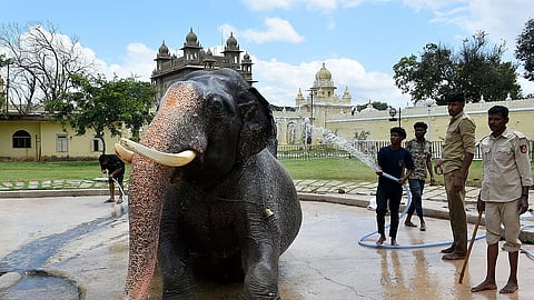  elephants  