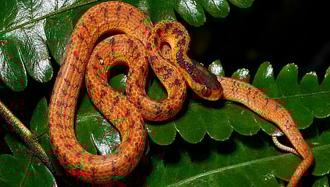 representational image