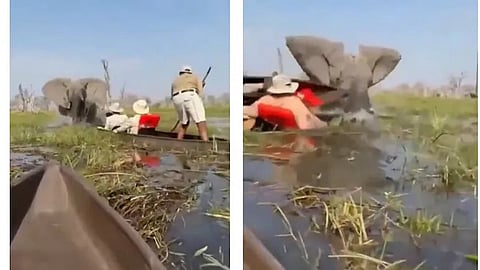 Elephant Charges At Tourists