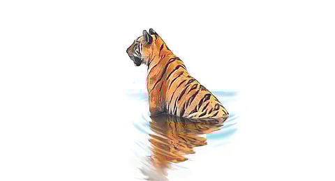 Tiger 