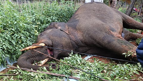 Elephant electrocuted in a farm at Chennapatna