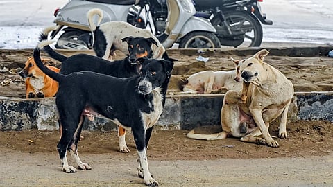Over 10 stray dogs attack teacher during survey in Hassan