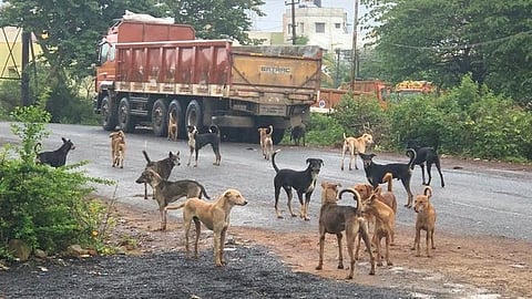Stray mauls two-year-old girls face in Belagavi