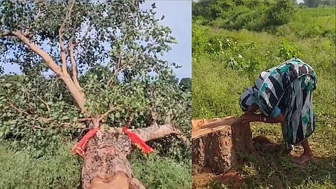 Elderly woman weeps bitterly after Peepal tree she planted 20 years ago is cut down