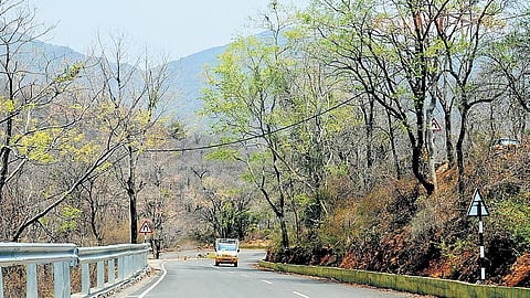 The MM Hills sanctuary