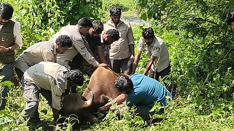 Female Indian gaur dies during relocation at Bannerghatta Park