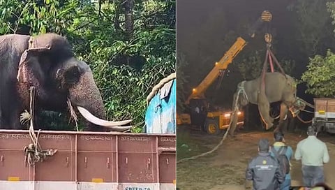 Tusker involved in trampling two men to death captured in Chikkamagaluru