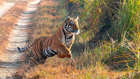 Tiger Attacks Jeep Carrying Family In Pilibhit Reserve