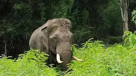 Two Wild Jumbos Drown and Die in Harobele Dam Backwaters